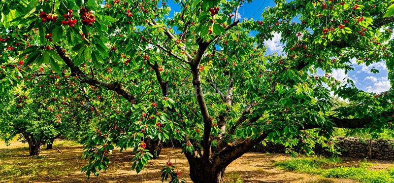 Foto f702f06f-9c74-4073-82db-6d00d9418c6f. Finca rústica a Garganta la Olla