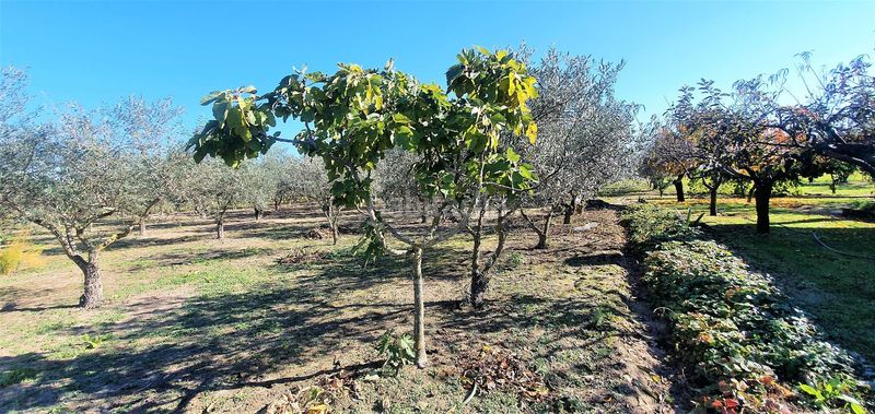 Foto e62a5be6-1010-464f-b750-4b01c5b27ecc. Fondo rustico in Losar de la Vera