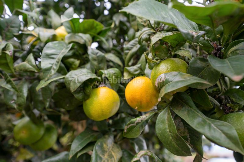 Foto f091b010-4bc3-43af-9f5c-c7f468c9e80c. Masia amb xemeneia aparcament a La Perdoma - San Antonio - Benijos Orotava (La)