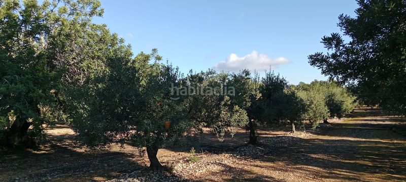 Foto 10a641ca-a744-436b-b2b5-ffec83b9eaf2. Finca rústica a Poble Mont-roig del Camp