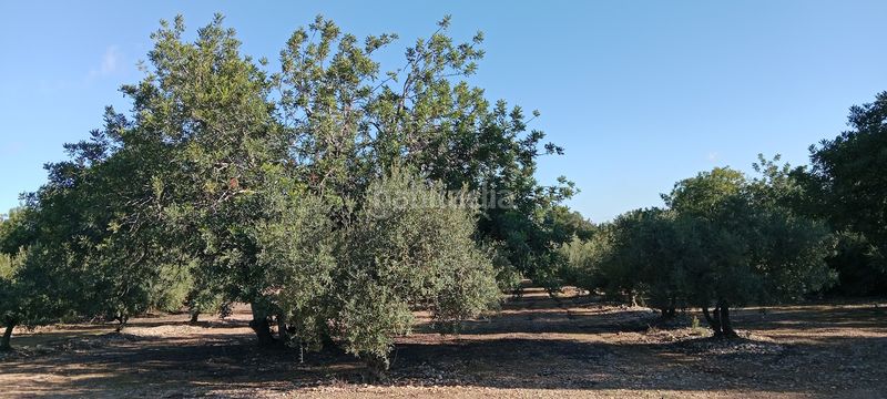 Foto 1b8bcd45-005b-4704-a441-d1a4bc338ecb. Finca rústica a Poble Mont-roig del Camp