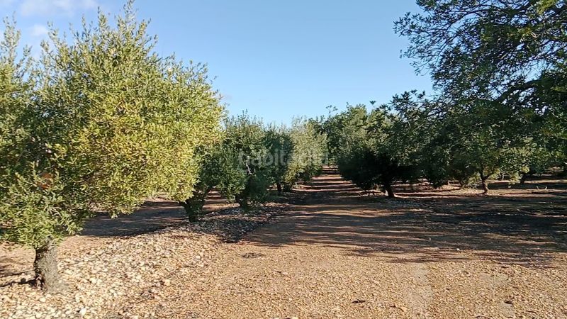 Foto 310fd422-41a0-4cb9-9327-aec22848ed6a. Finca rústica a Poble Mont-roig del Camp