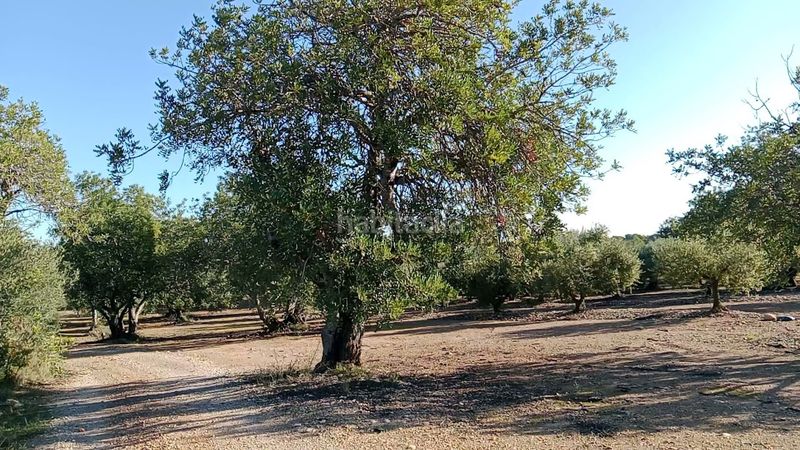 Foto 3ae9c0a9-a088-44c1-a701-dceb2886485a. Finca rústica a Poble Mont-roig del Camp