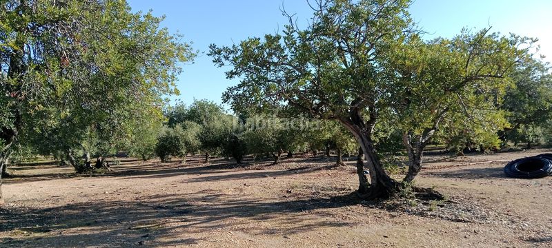Foto 727d9b5c-cff9-4d76-9f63-714d10344741. Finca rústica a Poble Mont-roig del Camp