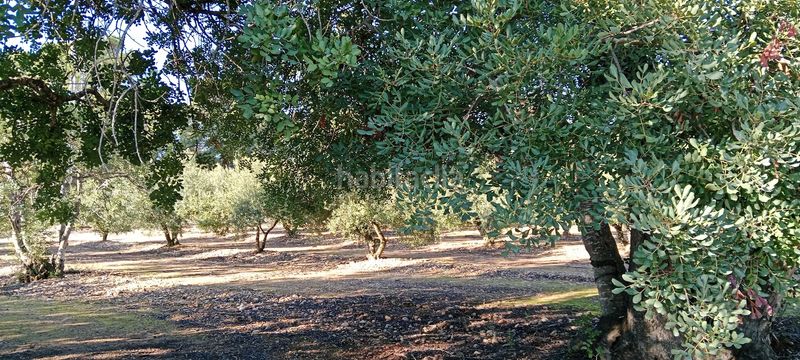 Foto 9c22c4e5-74ad-4aa0-a948-9d74e61e9ac8. Finca rústica a Poble Mont-roig del Camp