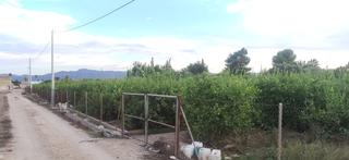 Finca rústica a Camino castillo de larache 9. Parcela con limoneros en producción