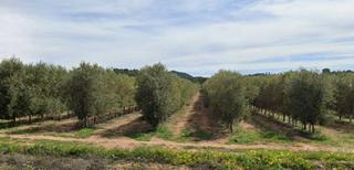 Masia a Tobarra. Finca rúst. en venta en tobarra.