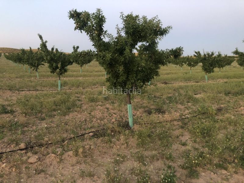 Foto cb605924-cfcd-4034-9ac7-df629074c1cb. Terreny residencial a Tobarra