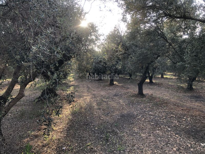 Foto a8d9f7f9-f0e3-4029-b7a6-9f01f598d525. Terreny residencial a Hellín