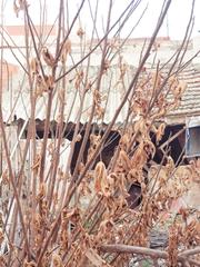 Mas à Javalí Viejo