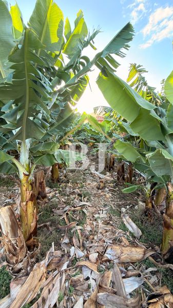 Foto 929a7786-243f-421c-bf94-585a95e1052a. Finca rústica a Silos (Los)