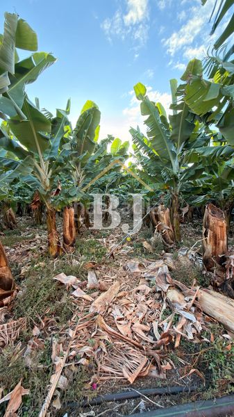 Foto e0d93ab8-b9f4-4231-a5f6-0fbd7cd5209e. Finca rústica a Silos (Los)