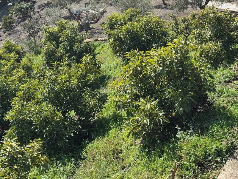 Foto 31a750ab-d659-48bc-bd05-a45a25e4c28c. Finca rústica finca en Cómpeta