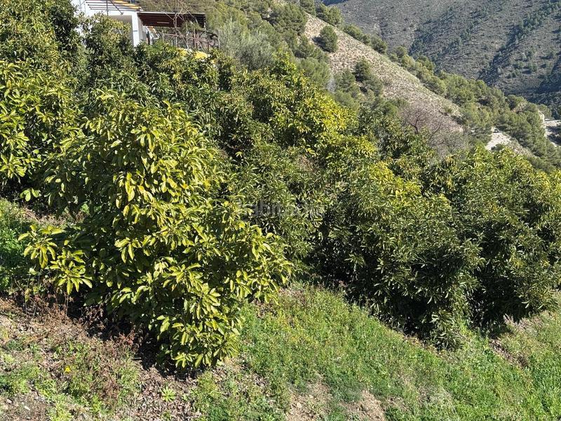 Foto 9c4259c2-a791-4ea8-b22e-79f7b08242cd. Finca rústica finca en Cómpeta