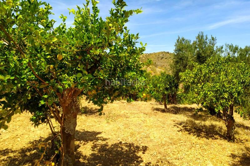 Foto 2f9b13bf-dd1e-4c60-865d-52f0a6eade93. Terrain résidentiel dans Ardales