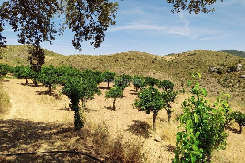 Foto 8a875acf-ec82-46f2-bd55-c59a1466d591. Terrain résidentiel dans Ardales