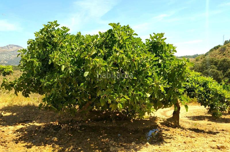 Foto 8c47db61-f6f5-4d90-847f-e052a97de2ba. Terrain résidentiel dans Ardales