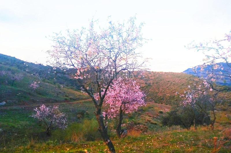 Foto d0caf14a-3bfa-4efa-a2ad-8d61312a6f3b. Terrain résidentiel dans Ardales