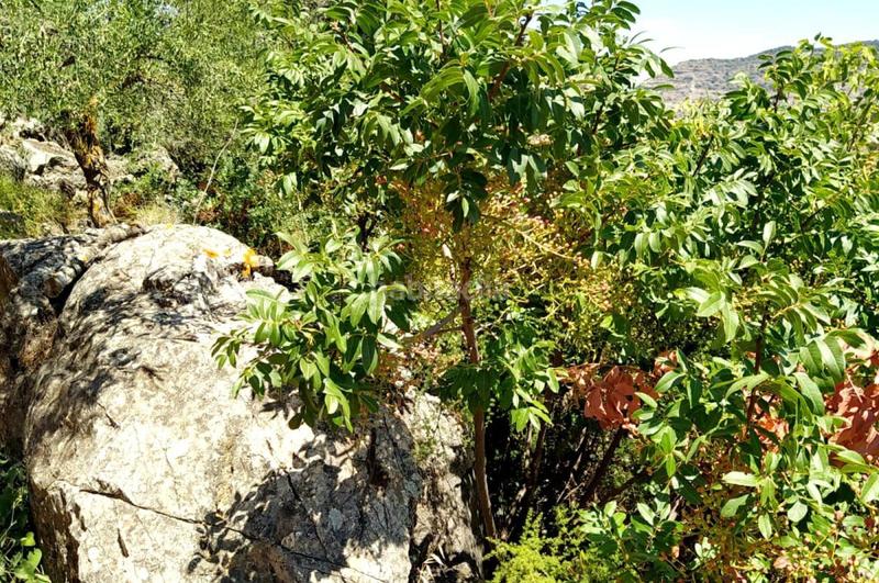 Foto d84a1677-141b-4a42-ad05-5e168d2a00f0. Terrain résidentiel dans Ardales