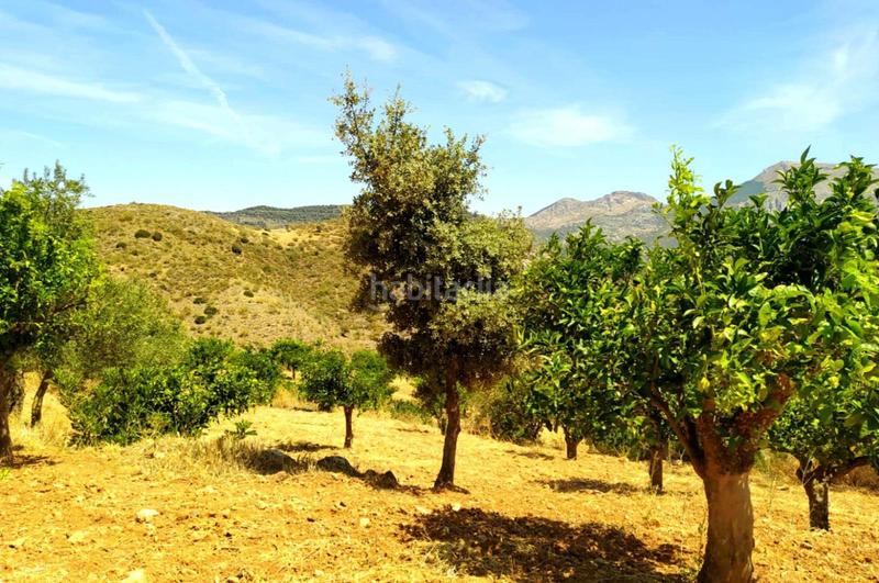 Foto f99a3ca7-b3e5-4720-886e-3449b1e06b0b. Terrain résidentiel dans Ardales