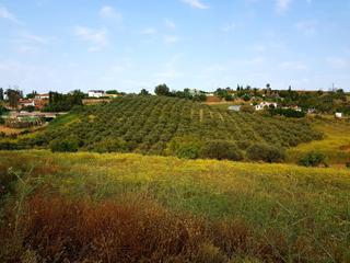 Finca rústica a Camino polígono 30. Finca con olivos y terreno de cultivo 58.800 m2