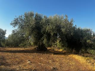 Fondo rustico  Lugar lugar de las mayoralas. Terreno en periana málaga 4 parcelas con 400 olivos centenarios