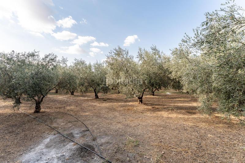 Foto a0244adf-a06b-4119-9c9c-5563658a7f96. Chalet dans polígono poligono 222 57 dans Zona de la Vega Antequera