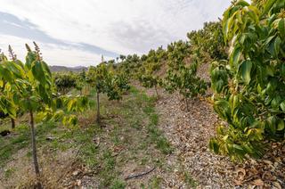Finca rústica a Norte - Barrio del Pilar - El Reñidero