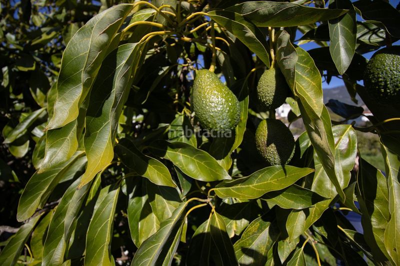 Foto d5e99bd9-2454-49ac-89a0-831a6003e958. Masia amb aparcament a Árchez