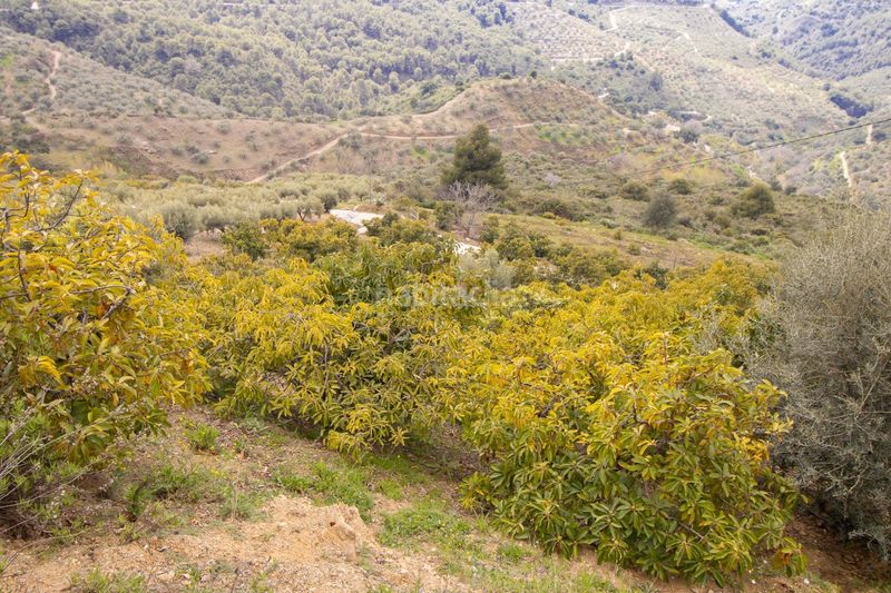 Foto d93ab9e5-bb14-469e-8864-90d1f85aab69. Casa a Canillas de Albaida