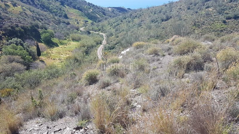 Foto 0cc2a76c-92b6-4b31-8c60-3cd9e18069c9. Finca rústica a los rueda a Camino Viejo de Málaga Vélez - Málaga