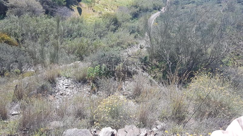 Foto 31abda65-d45e-4206-839d-d561c8111518. Finca rústica a los rueda a Camino Viejo de Málaga Vélez - Málaga