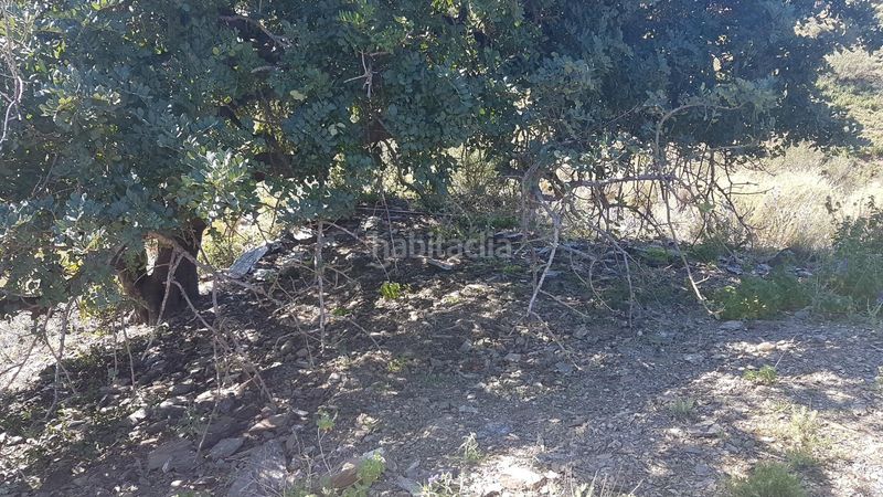 Foto 84a99f25-ff09-45a0-8c4a-bd2b59c1dff1. Finca rústica a los rueda a Camino Viejo de Málaga Vélez - Málaga
