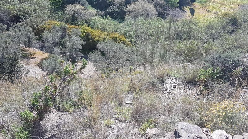 Foto a8c9ee02-1c11-44c2-b168-5d05a84606c0. Finca rústica a los rueda a Camino Viejo de Málaga Vélez - Málaga