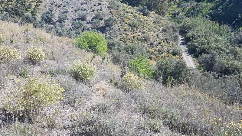 Foto d31775f4-7d75-43a2-8996-a03c95c90b61. Finca rústica a los rueda a Camino Viejo de Málaga Vélez - Málaga