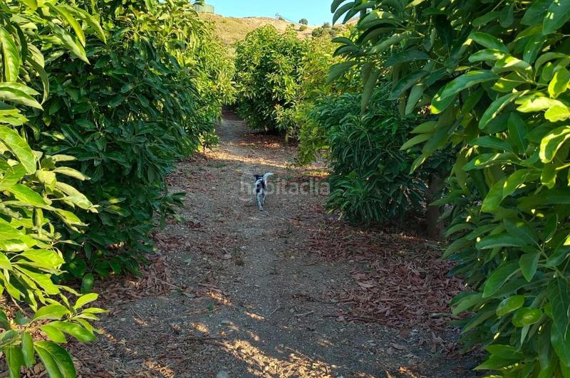 Foto 3859b5f1-8d67-4c77-8d71-006ca09c3677. Finca rústica a Álora