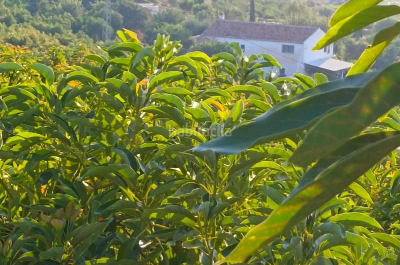 Foto b6f19637-0eef-4d53-8ce9-417ff191df27. Finca rústica a Álora