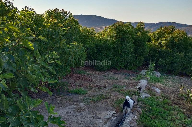 Foto c61a84c9-3a3c-402f-abbd-163811cb1a0e. Finca rústica a Álora