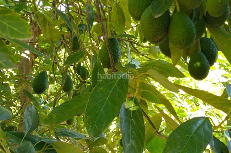 Foto fa52d791-7995-4f8a-9413-d3380cf8f07a. Finca rústica a Álora