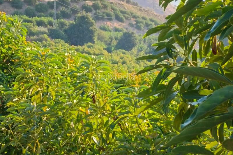 Foto fb2a1a42-09ea-45e7-af02-b71c5005a4c7. Finca rústica a Álora