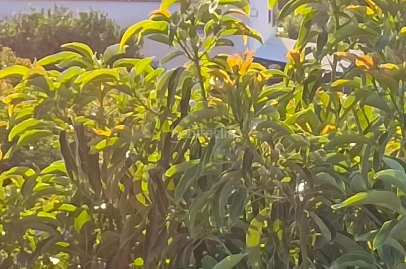 Foto fcdbb111-c403-43d1-b0e1-53518975a52b. Finca rústica a Álora