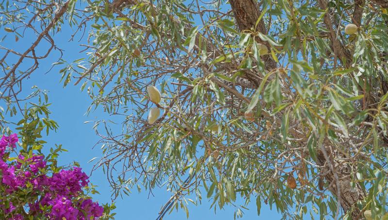 Foto e7f86069-492a-4394-a652-b1b46ba75d61. Chalet con parcheggio piscina in Partida Comunes-Adsubia Xàbia