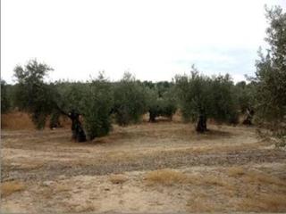 Finca rústica a Lopera. Venta de rustico en lopera