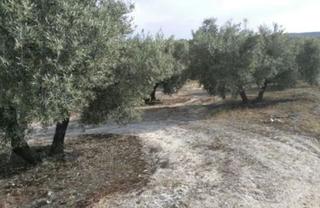 Finca rústica a Torre del Campo. Venta de suelo rustico