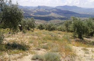 Finca rústica a Castillo de Locubín. Venta de terreno rutico en castillo locubin
