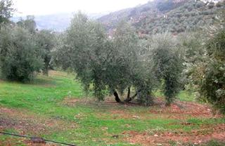 Finca rústica a Villanueva del Arzobispo. Venta de suelo  rustico