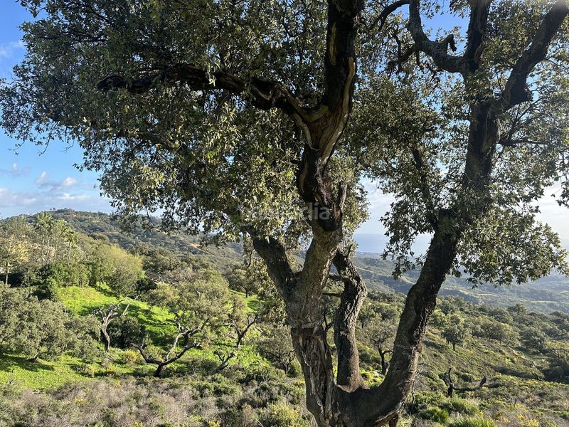 Foto f739ea3a-1a76-4bf8-bc0b-5687d146d5d0. Terreny residencial a La Mairena Ojén