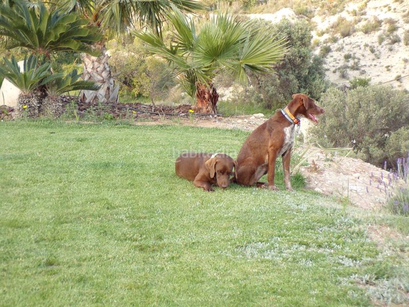 Foto f301b22d-4b84-4526-b203-a748be049058. Chalet in cv759 km 6 in balcón de Finestrat-terra marina Finestrat