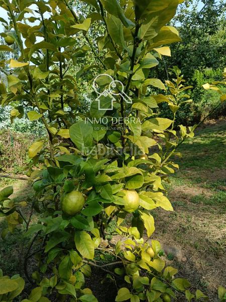 Foto bcb8df9c-e42f-4f06-a323-abc9f5bed0d2. Finca rústica parcela edificable . en Soto del Barco