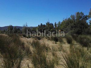 Foto 06b2852e-6b5d-491b-8881-0678216d6214. Finca rústica a Piedrabuena